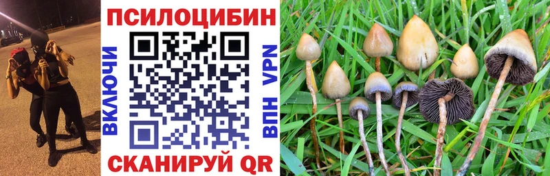 Псилоцибиновые грибы GOLDEN TEACHER где найти Опочка